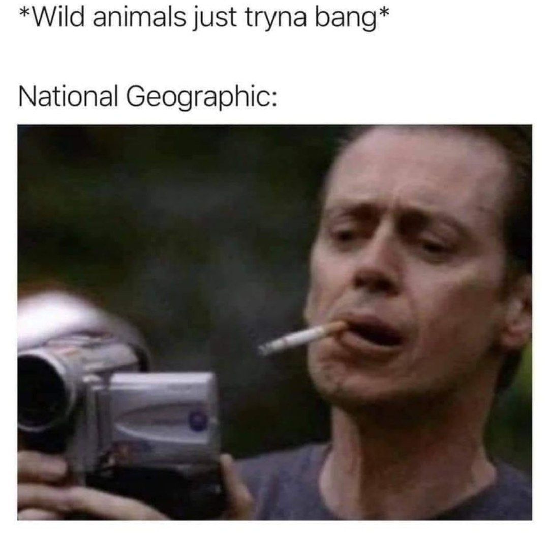 *Wild animals just tryna bang* National Geographic: