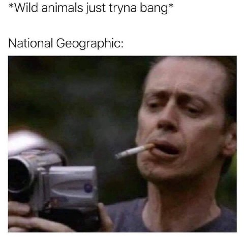 *Wild animals just tryna bang* National Geographic: