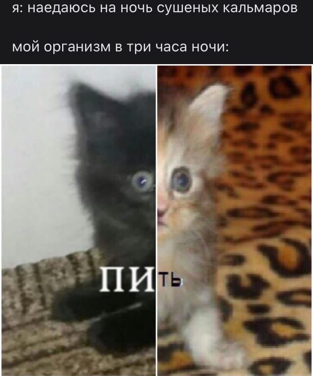 я: наедаюсь на ночь сушеных кальмаров мой организм в три часа ночи: ‘a