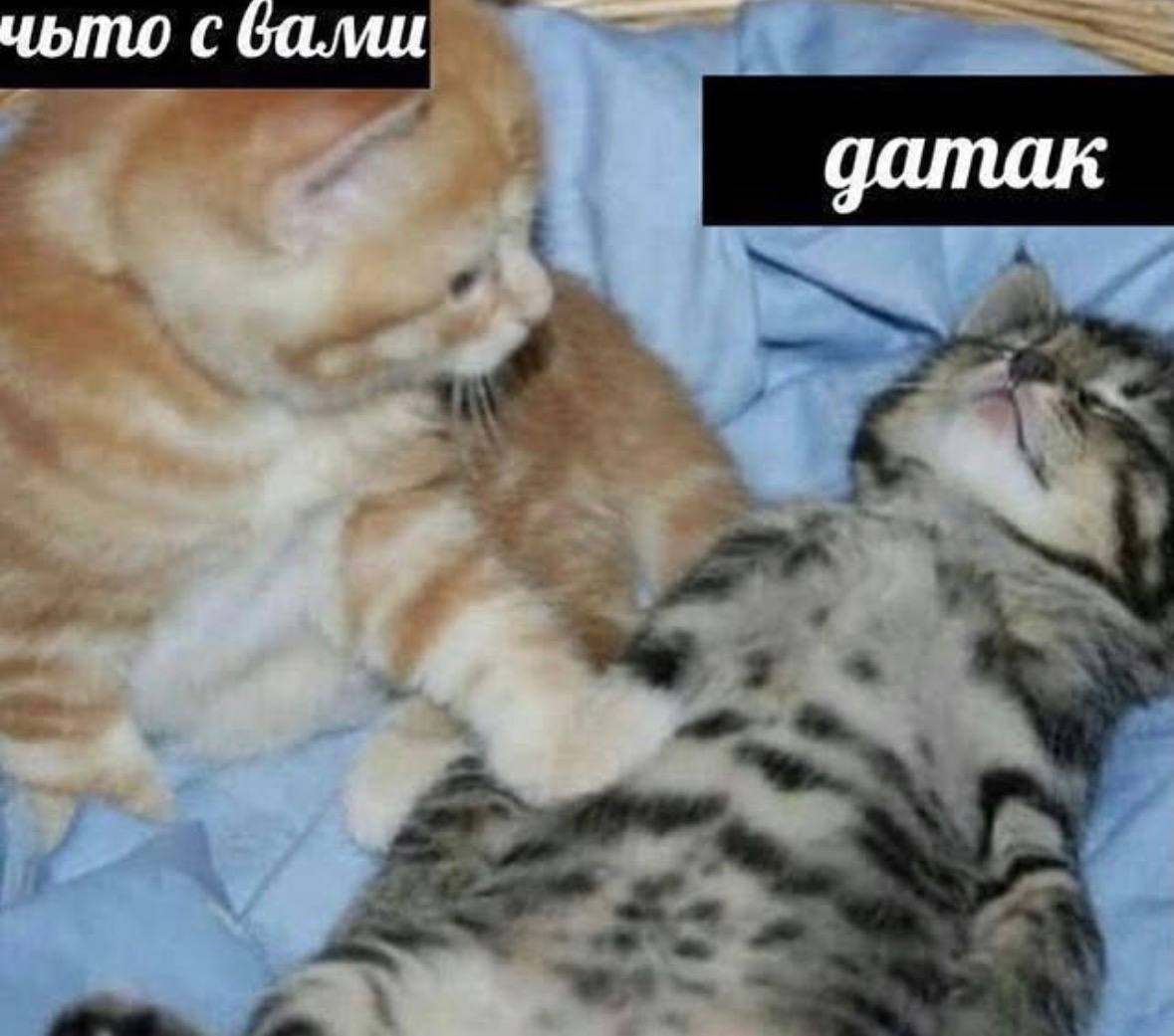 чьто сбами датак и
