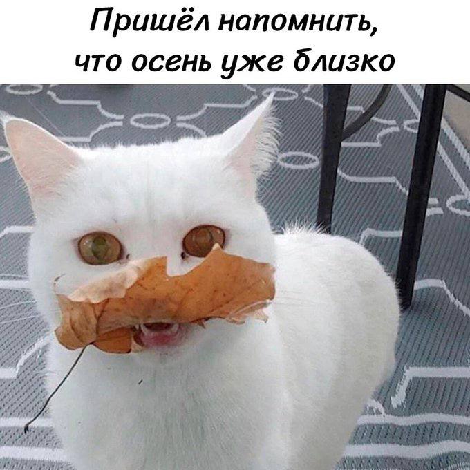 Пришёл напомнить, что осень уже «4