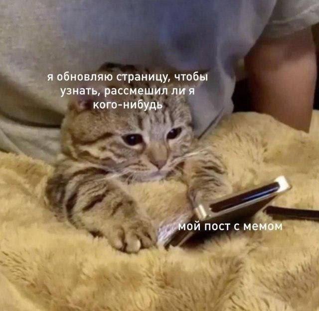 я обновляю страницу, чтобы узнать, рассмешил лия кого-нибудь мой пост с мемом