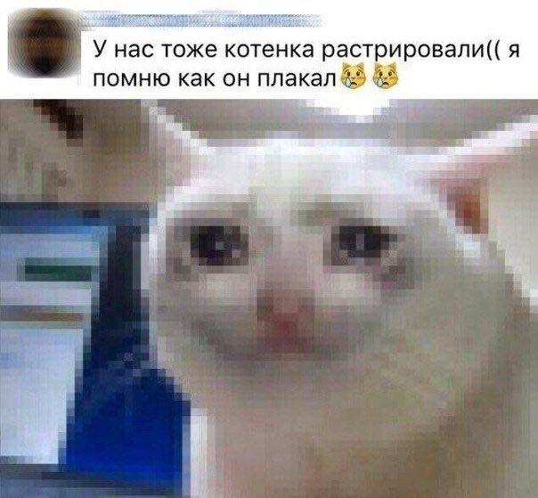 У нас тоже котенка растрировали(( я помню как он плакал 4 а