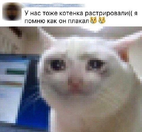 У нас тоже котенка растрировали(( я помню как он плакал 4 а