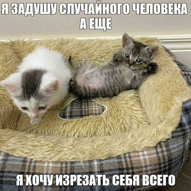 Я ЗАДУШУ СЛУЧАИНОГО ЧЕЛОВЕКА АЕЩЕ be 2 1 3% Я КОЧУ ИЗРЕЗАТЬ СЕБЯ ВСЕГО