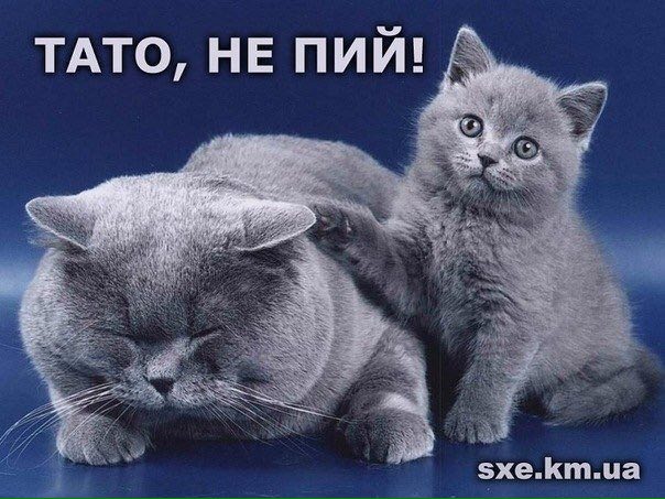 ТАТО, HE ПИЙ! sxe.km.ua