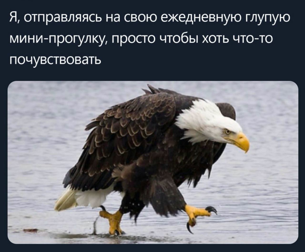 Я, отправляясь на свою ежедневную глупую мини-прогулку, просто чтобы хоть что-то почувствовать