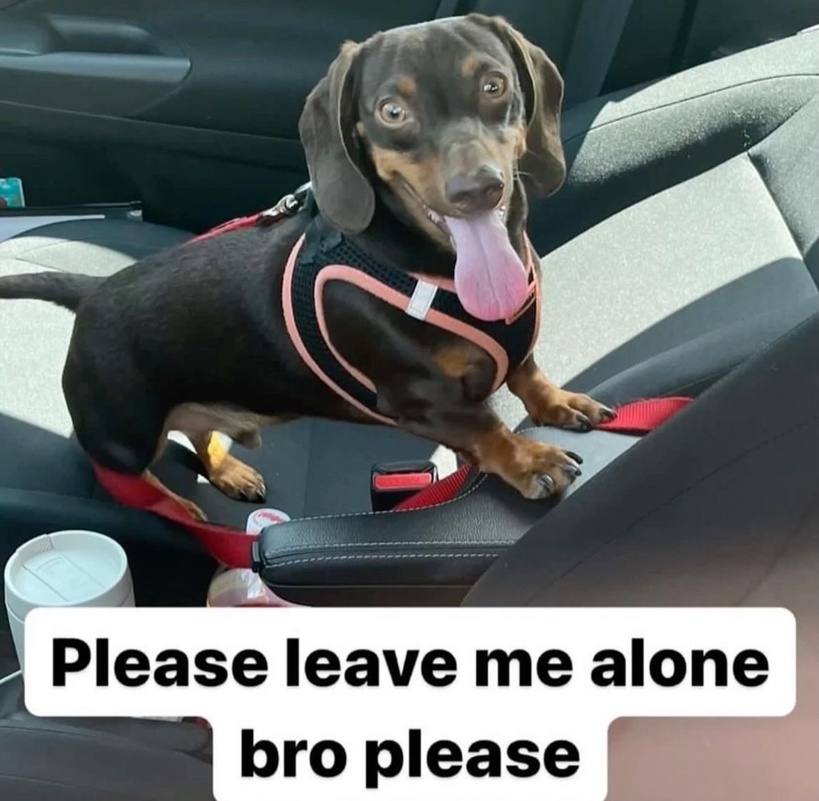 Please leave me alone bro please