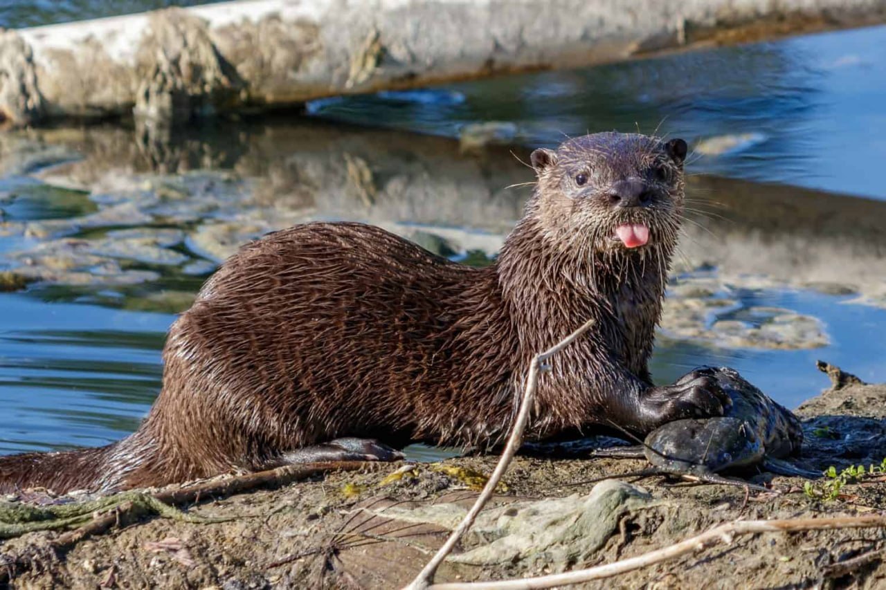 Wishing our fellow semi-aquatic mammals a very happy International Otter Day! 🥳

🦦🤝🦫 Otters and beavers often share the same habitats, where the can coexist perfectly because of their vastly different
