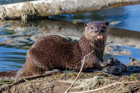 Wishing our fellow semi-aquatic mammals a very happy International Otter Day! 🥳

🦦🤝🦫 Otters and beavers often share the same habitats, where the can coexist perfectly because of their vastly different