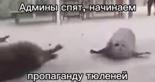 — Админы]спят, начинаем Т пропагандудтюленей пропаганду тюленей. _