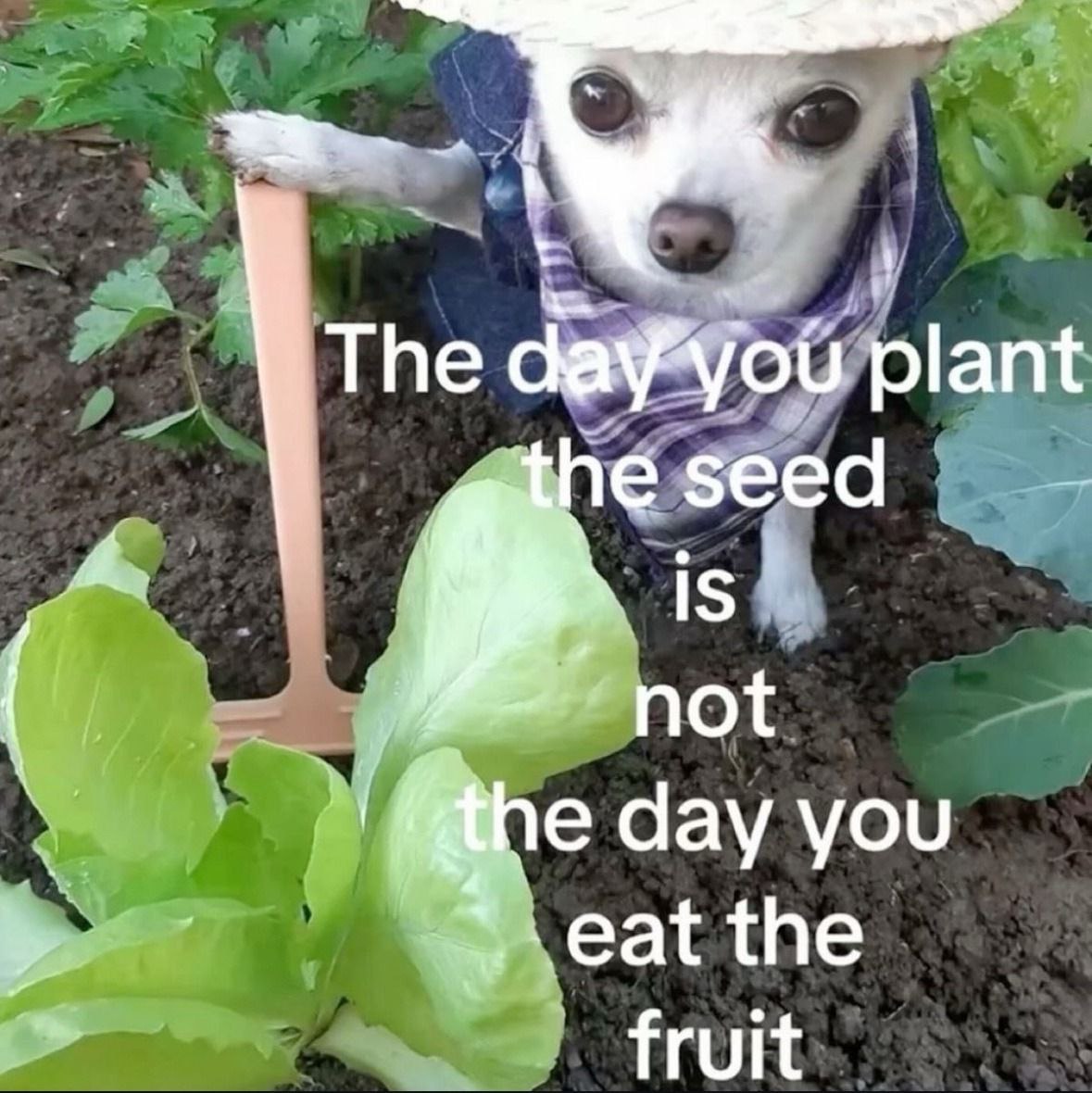 Тре plant seed 15 [4 not day you eat the fruit