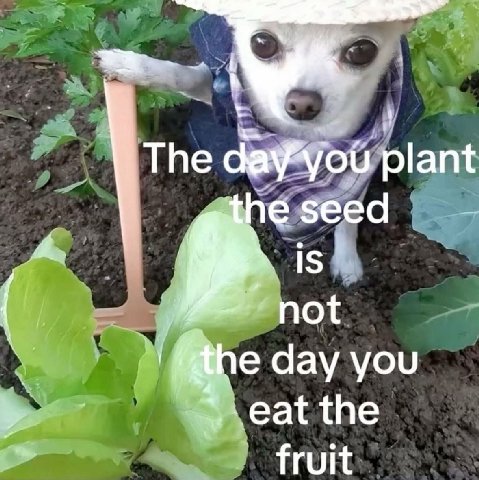 Тре plant seed 15 [4 not day you eat the fruit