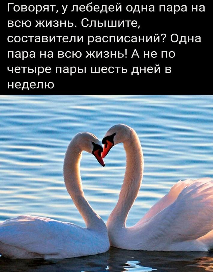 Говорят, у лебедей одна пара на всю жизнь. Слышите, составители расписаний? Одна пара на всю жизнь! А не по четыре пары шесть дней в неделю