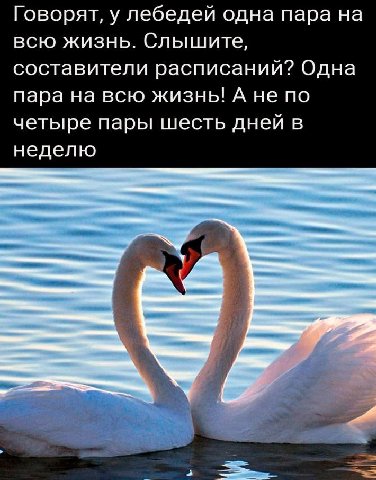 Говорят, у лебедей одна пара на всю жизнь. Слышите, составители расписаний? Одна пара на всю жизнь! А не по четыре пары шесть дней в неделю