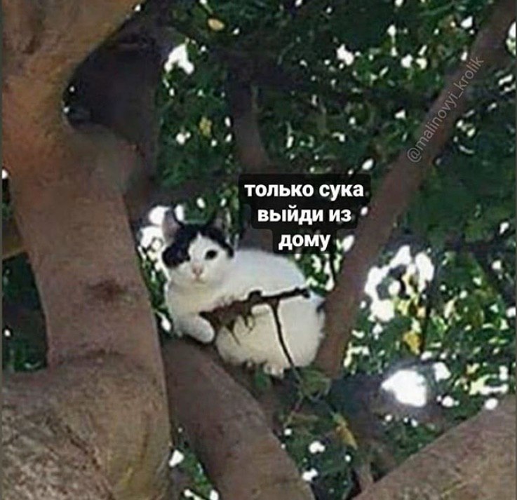 только сука выйди из дому