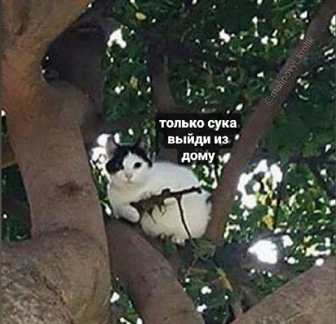 только сука выйди из дому