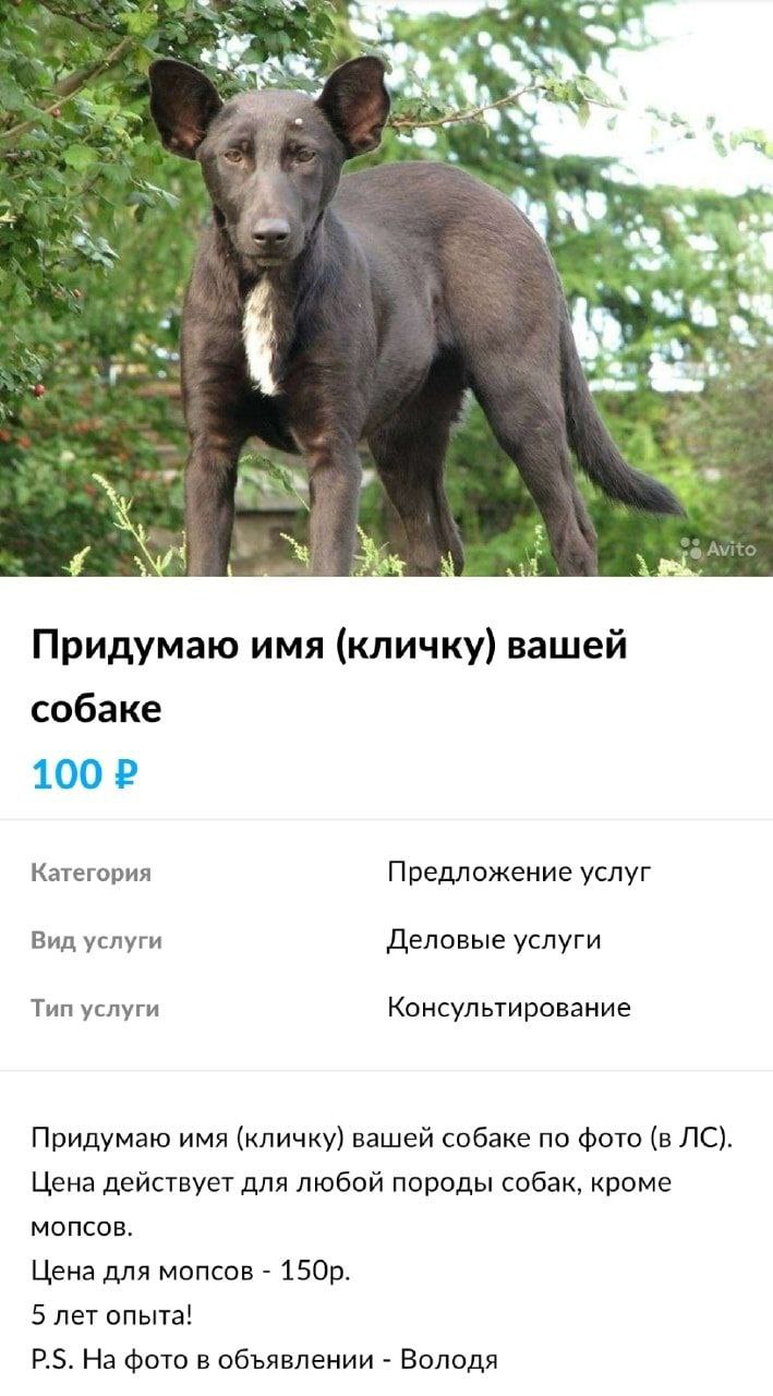 Придумаю имя (кличку) вашей собаке 100 Категория Предложение услуг Вид услуги Деловые услуги Тип услуги Консультирование Придумаю имя (кличку) вашей собаке по фото (в Цена действует для любой породы с