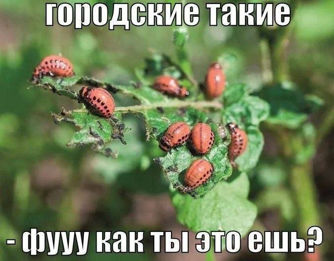 городские такие ты это ешь?