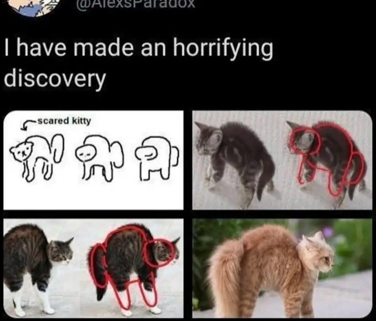 атач have made an horrifying discovery scare kitty