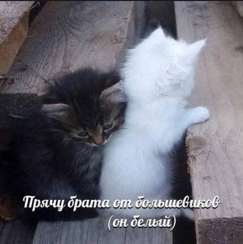 Прячу брата (on