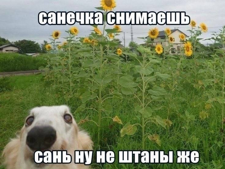 а снимаешь сань ну не штаны же