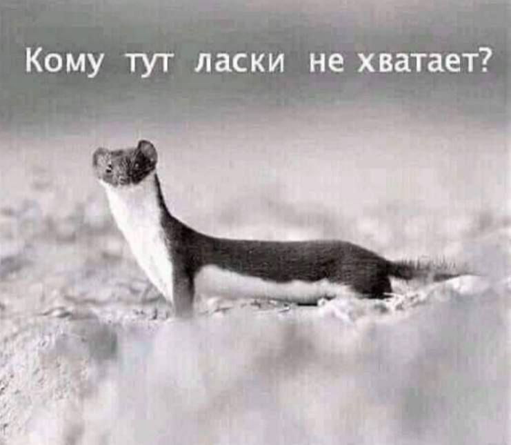 Кому тут ласки не хватает?