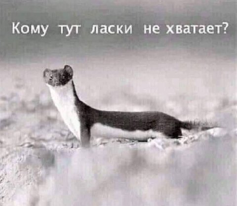 Кому тут ласки не хватает?