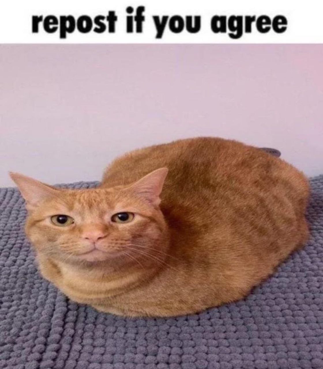 repost if you agree