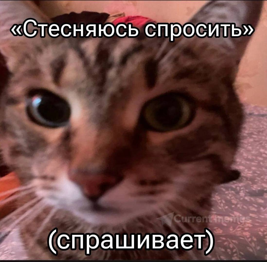 «Стесняюсь спросить» (спрашивает)