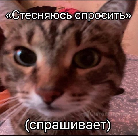 «Стесняюсь спросить» (спрашивает)