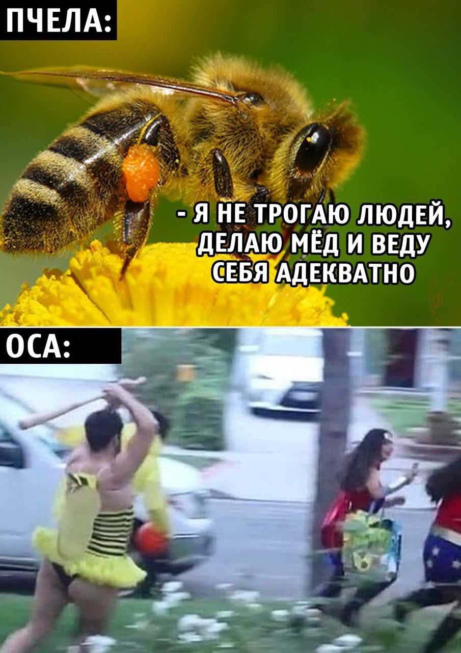 wasps 4ever
