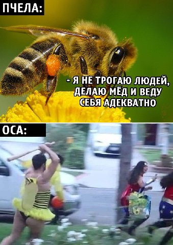 wasps 4ever
