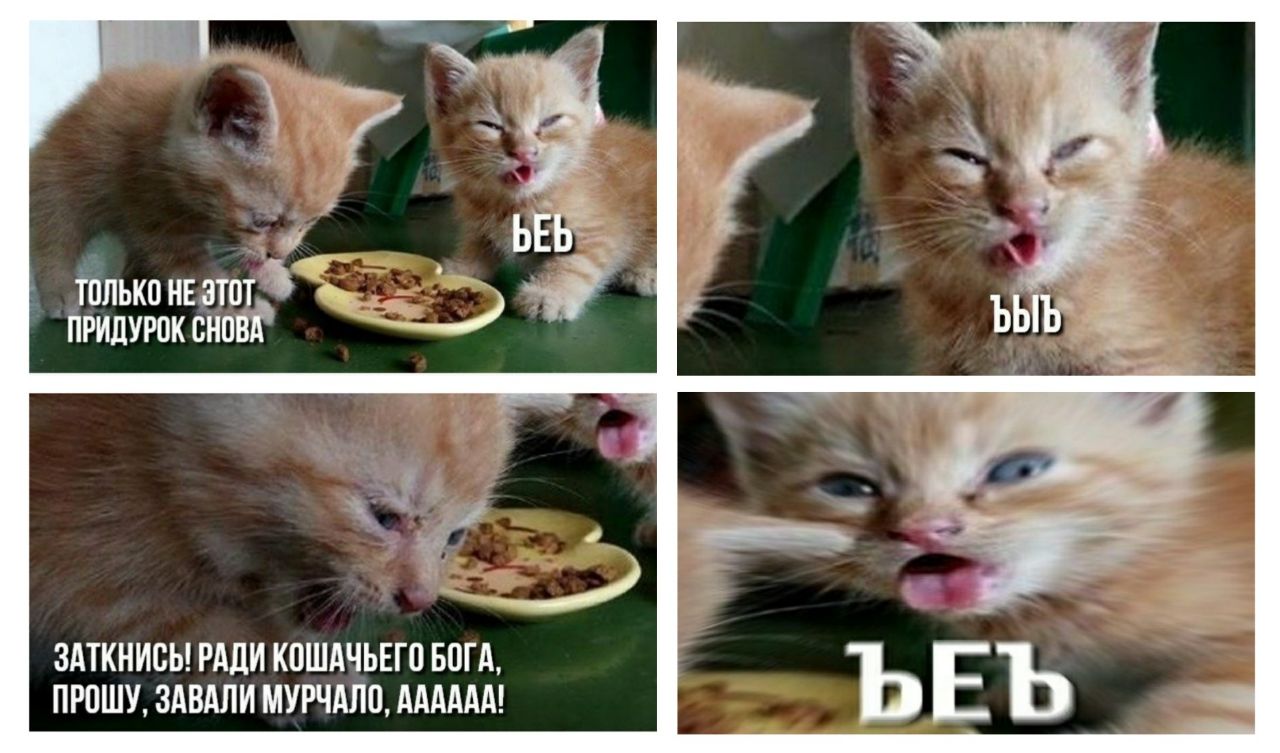 ТОЛЬКО НЕ ЭТОТ ПРИДУРОК СНОВА ЗАТКНИСЬ! РАДИ КОШАЧЬЕГО БОГА, ПРОШУ, ЗАВАЛИ МУРЧАЛО, AAAAAA! bEb