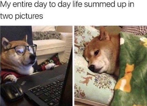 My entire day to day life summed up in pictures