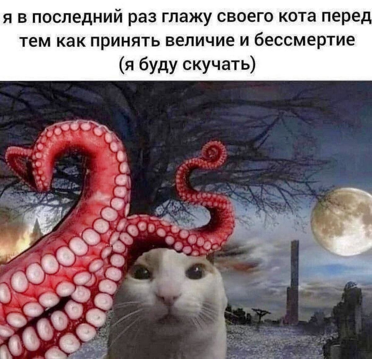 я в последний раз глажу своего кота перед тем как принять величие и бессмертие (я буду скучать) wet
