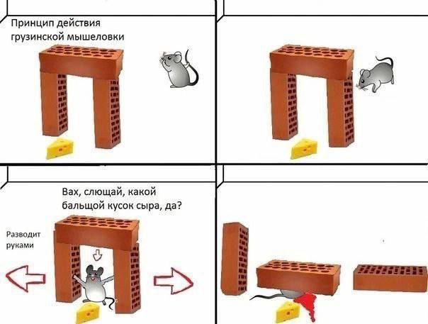 Принцип действия грузинской мышеловки Вах, слющай, какой бальщой кусок сыра, да? Разводит руками