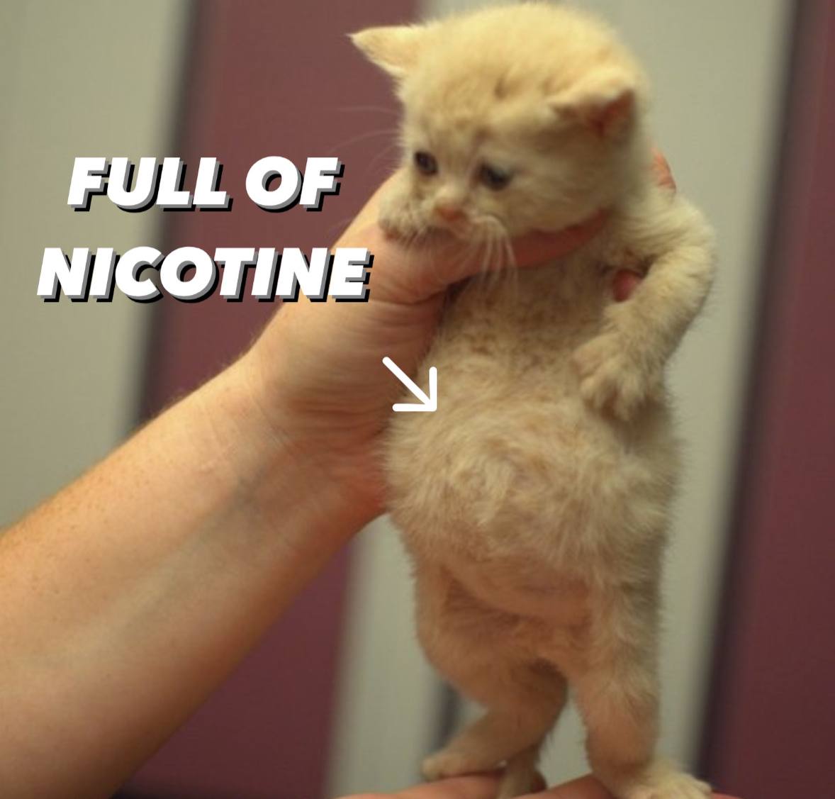 FULL OF NICOTINE