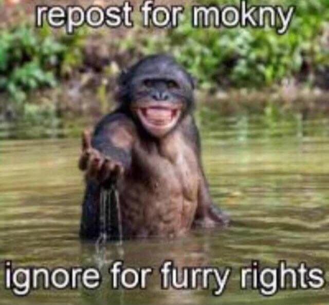 repost for mokny ignore for furry rights