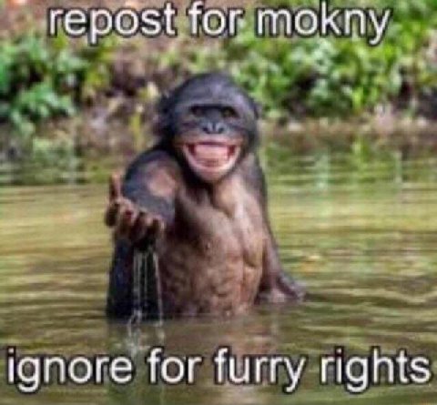 repost for mokny ignore for furry rights
