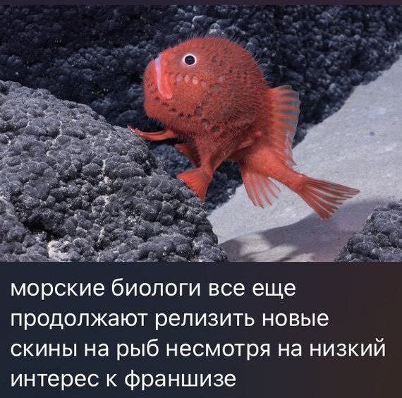 морские биологи все еще продолжают релизить новые скины на рыб несмотря на низкий интерес к франшизе