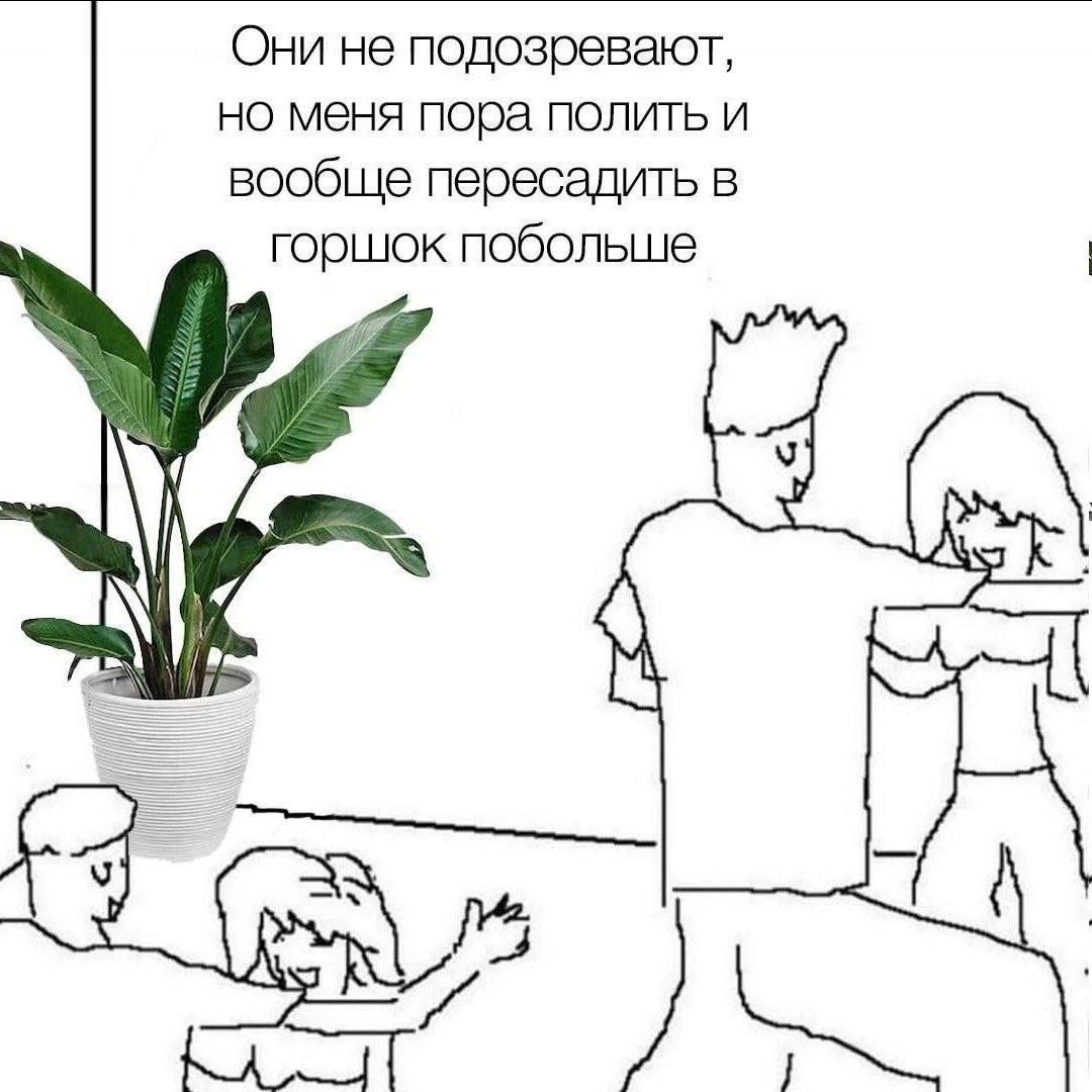 Они не подозревают, но меня пора полить и вообще пересадить в горшок побольше У