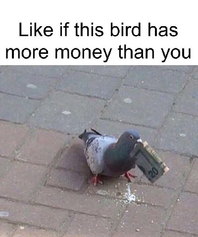 Like if this bird has more money than you