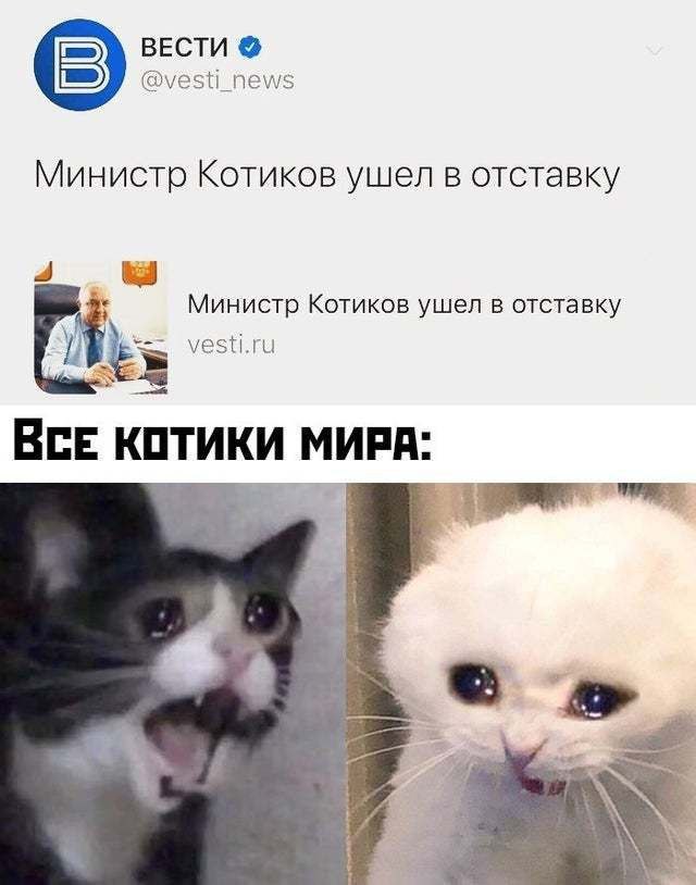ВЕСТИ Министр Котиков ушел в отставку Министр Котиков ушел в отставку vesti.ru BCE КОТИКИ МИРА: