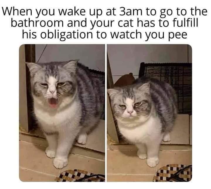 When you wake up at to to bathroom and your cat has to fulfill his obligation to watch you pee