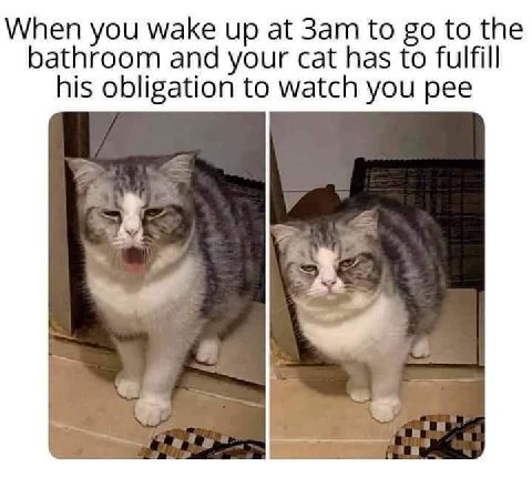 When you wake up at to to bathroom and your cat has to fulfill his obligation to watch you pee