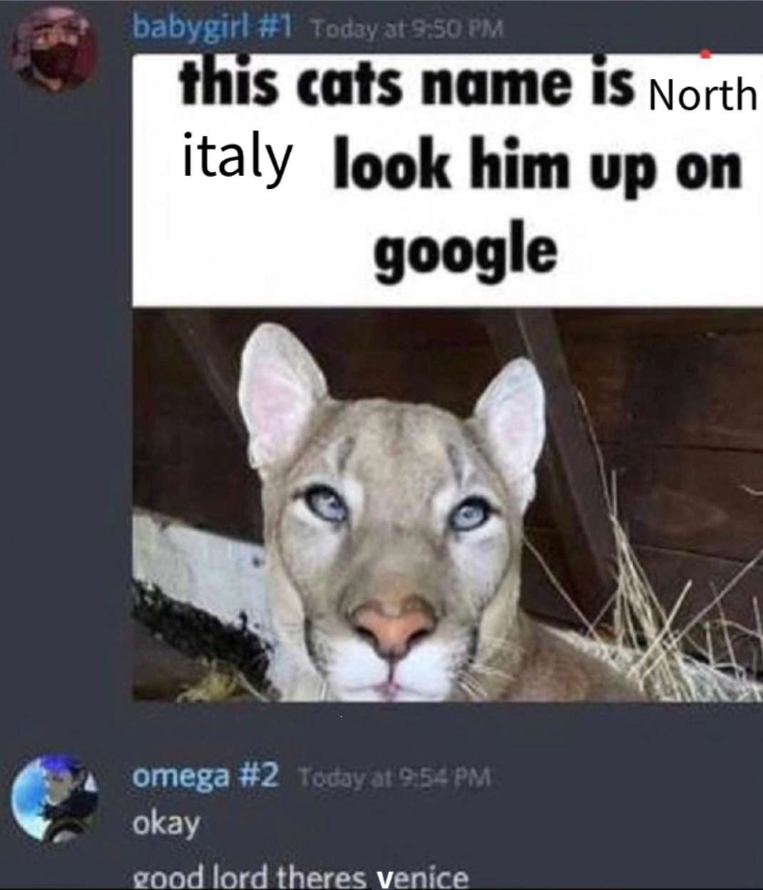 this cats name 1$ North italy him up on google a omega #2 okay good lord theres venice