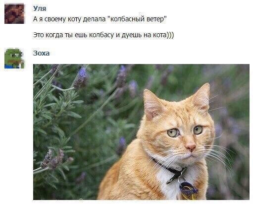 Уля А я своему коту делала "колбасный ветер" Это когда ты ешь колбасу и дуешь на кота))) Зоха Pip
