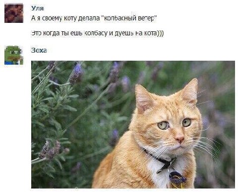 Уля А я своему коту делала "колбасный ветер" Это когда ты ешь колбасу и дуешь на кота))) Зоха Pip