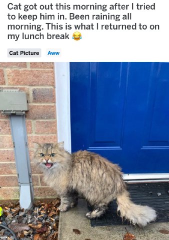 Cat got out this morning after tried to keep him in. Been raining all morning. This is what returned to on my lunch Cat Picture Aww 4 НТА 4 at Biz к